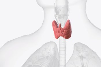 Щитоподібна залоза