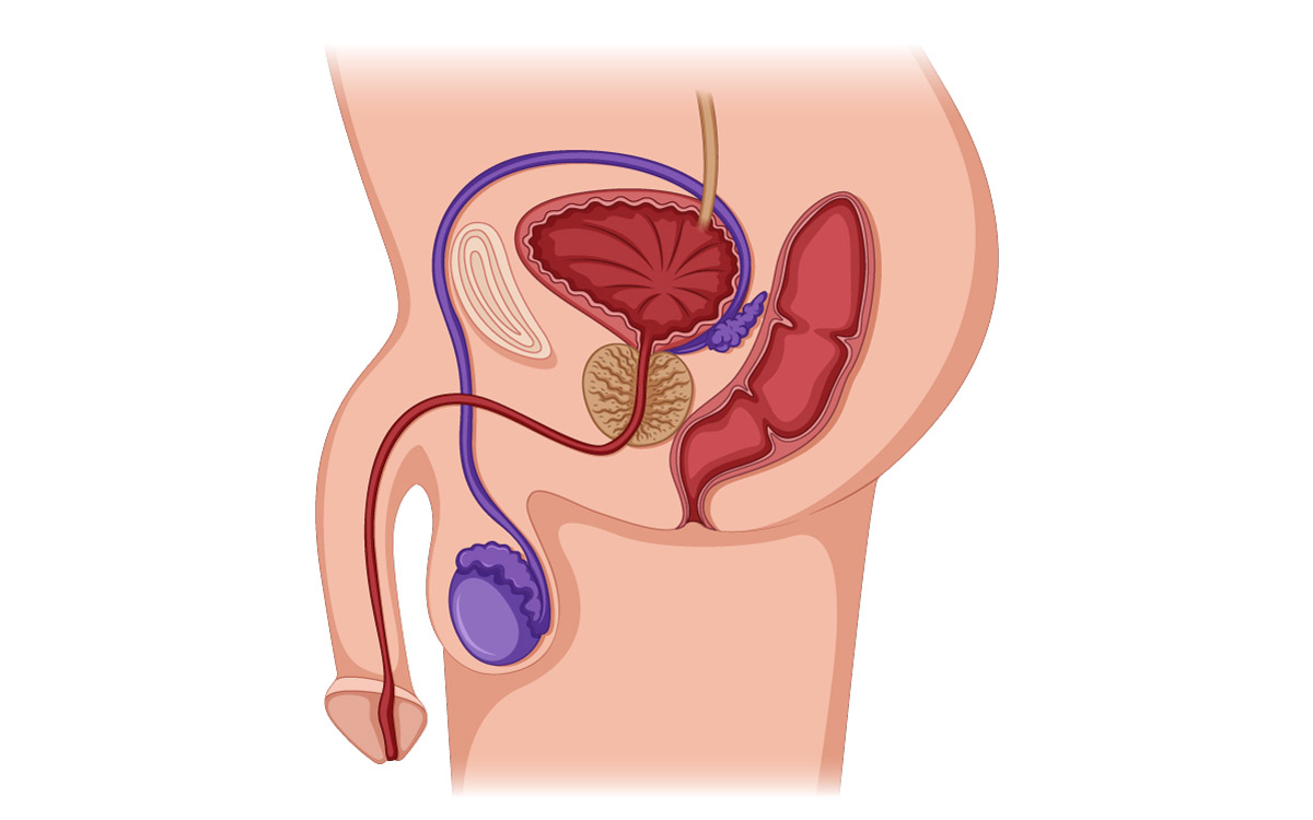 ілюстрація чоловічої статевої системи в розрізі