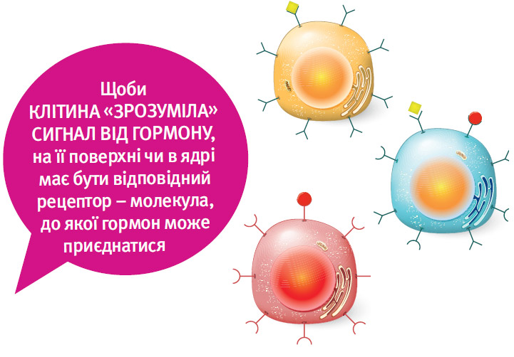 що робити щоб клітина зрозуміла сигнал від гормону