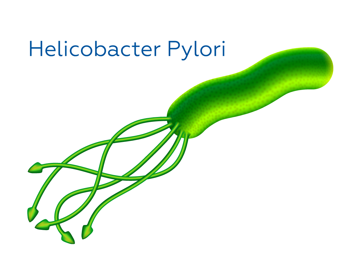 бактерія Хелікобактер пілорі (Helicobacter pylori)