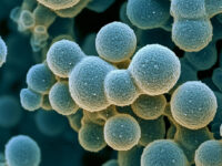 інфекція стафілококу зображення