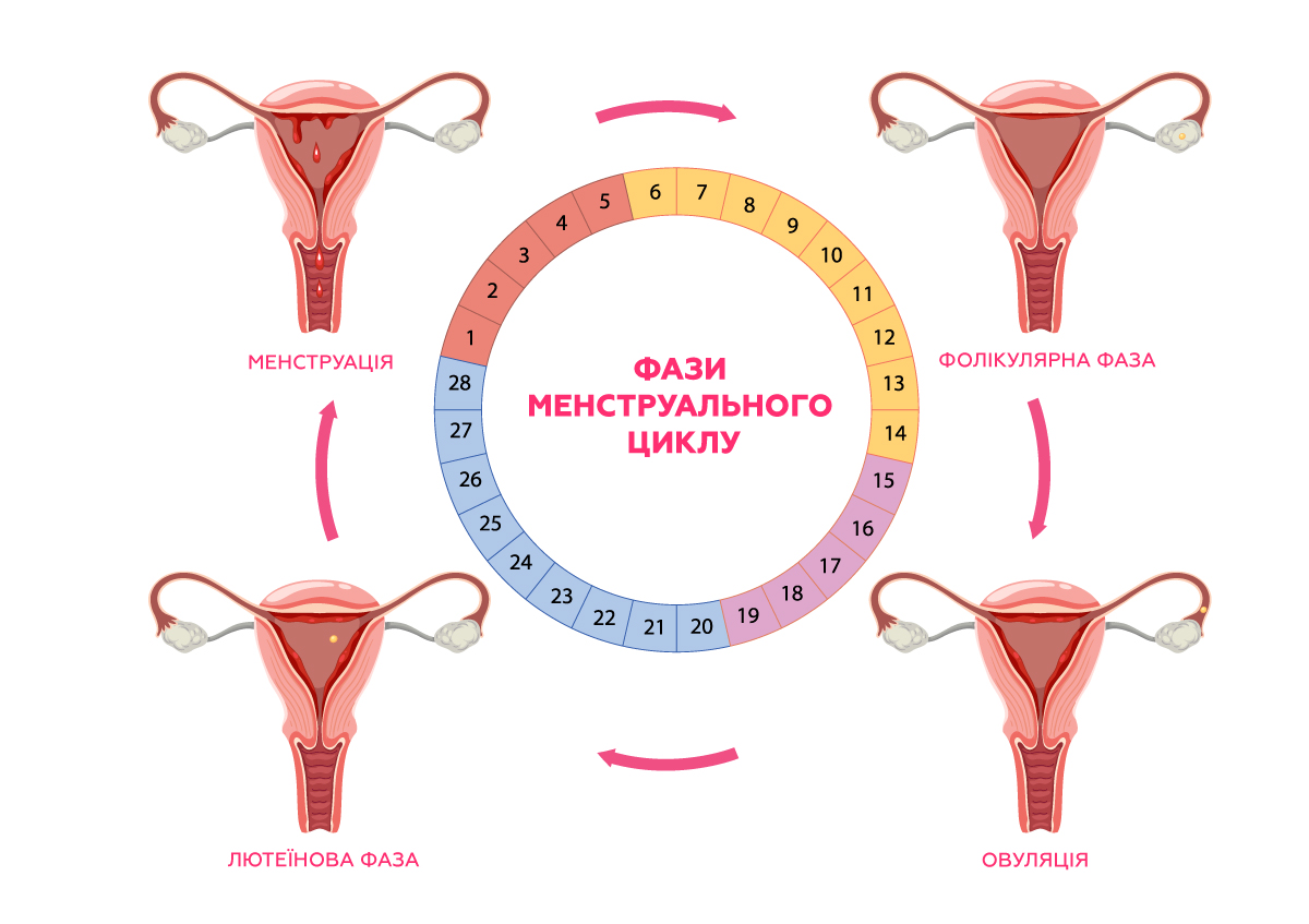 фази менструального циклу