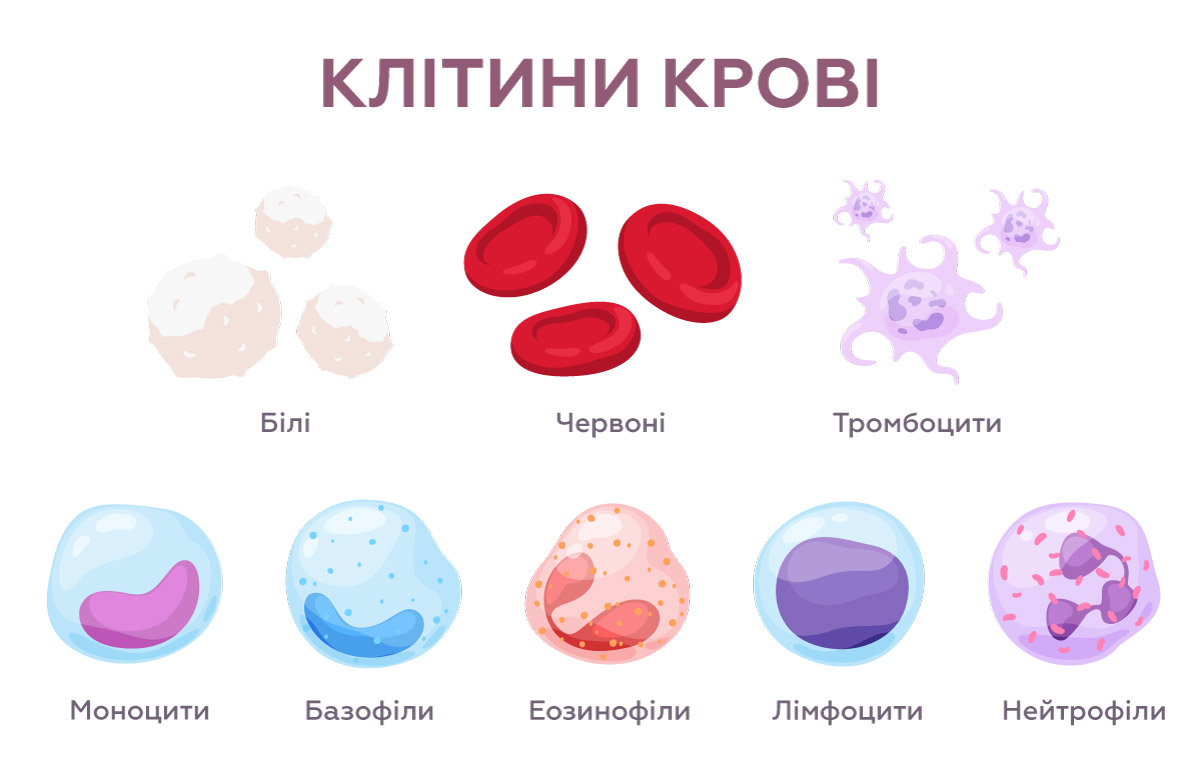 мальоване зображення клітин, з яких складається кров