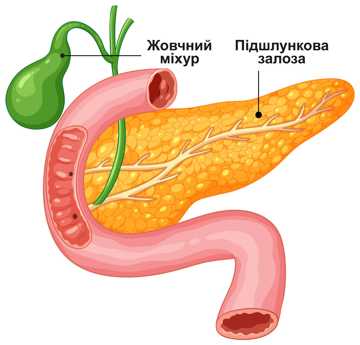 мальоване зображення жовчного міхура та підшлункової залози