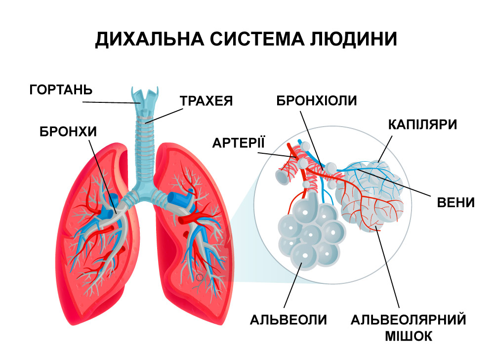 дихальна система людини