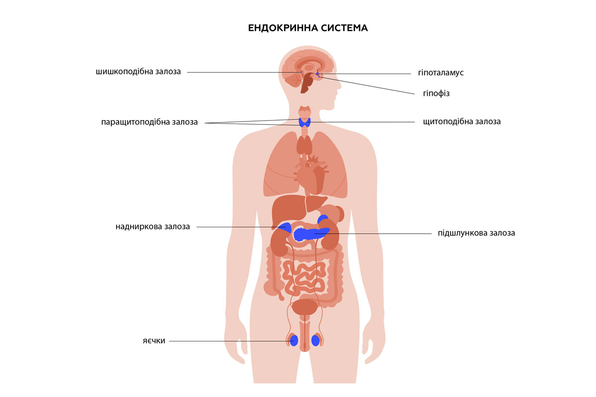 мальоване зображення. ендокринна система