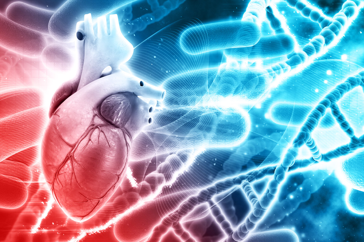 3D-зображення сердця людини