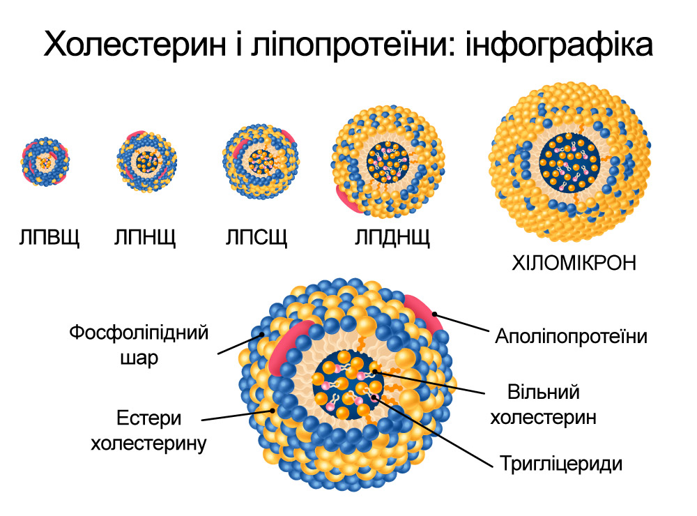 інфографіка - холестерин та ліпопротеїни