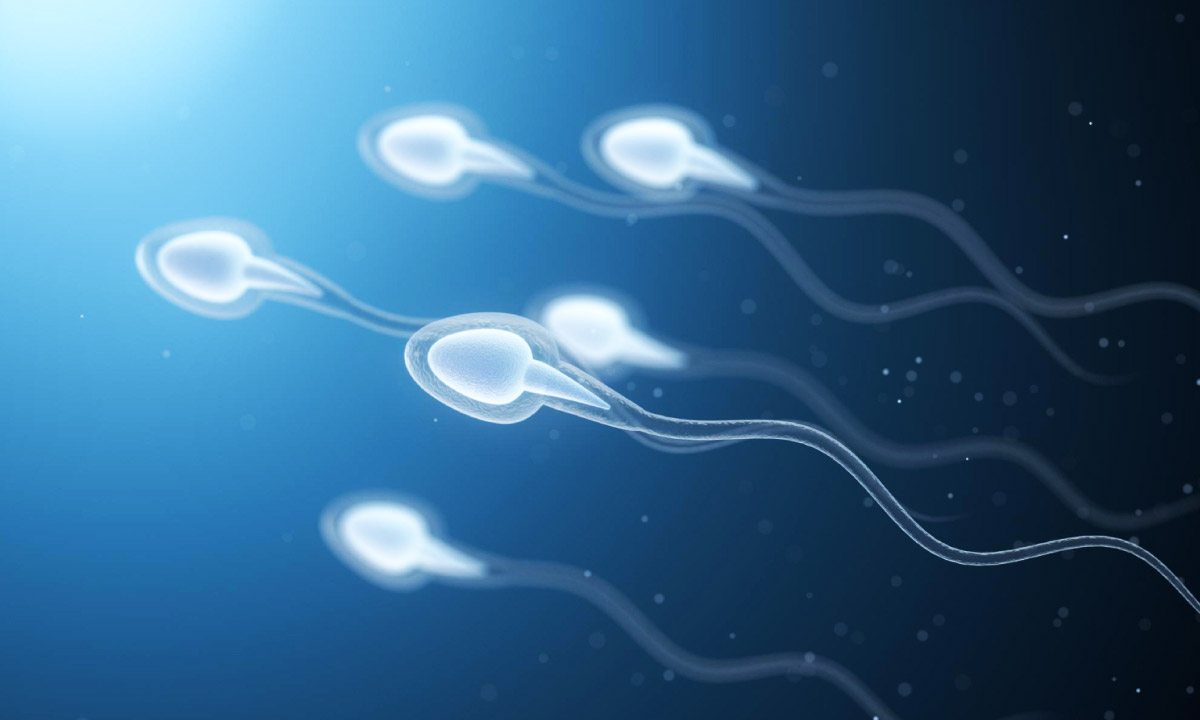 схематичне зображення сперматозоїдів