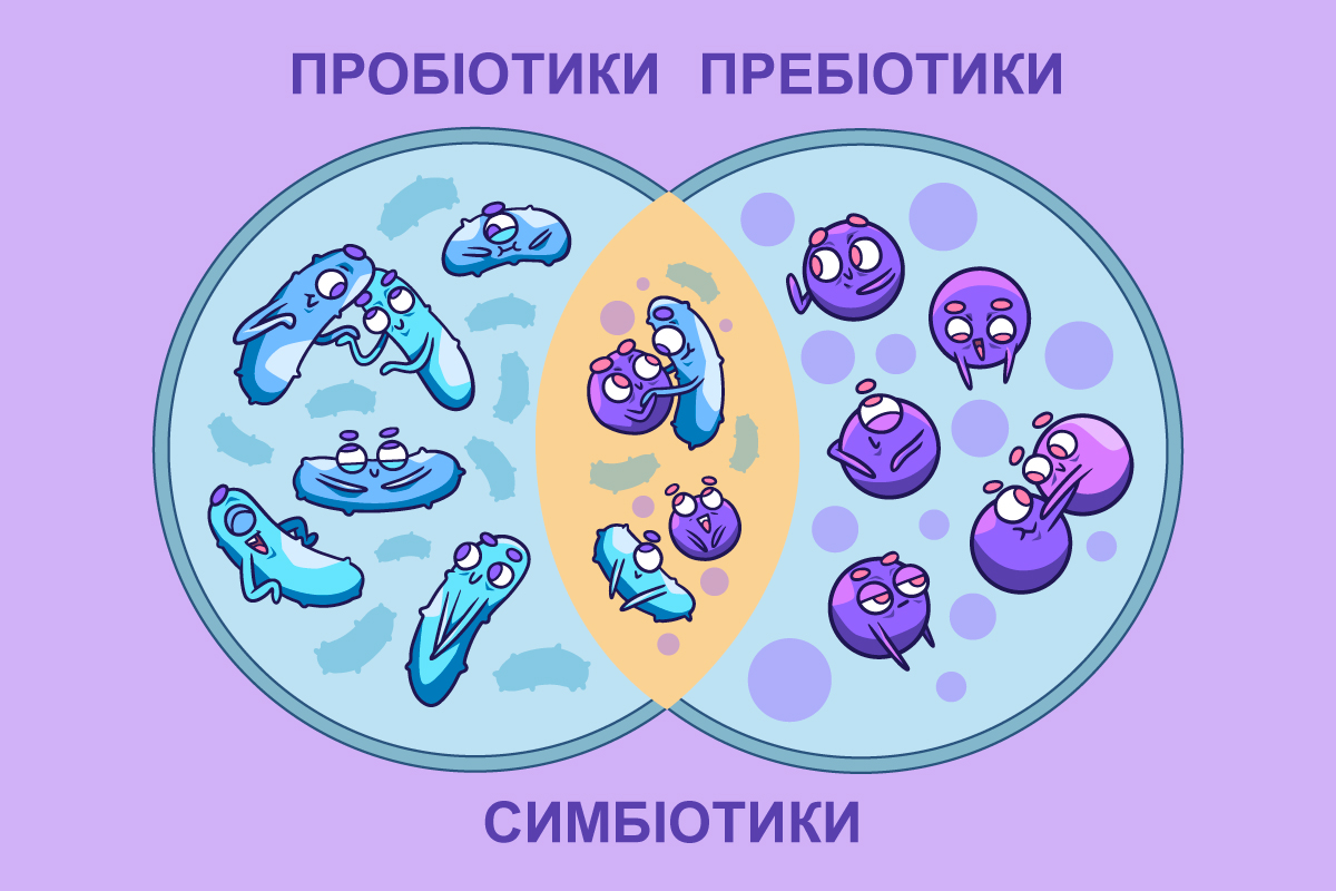 взаємодія пребіотиків та пробіотиків