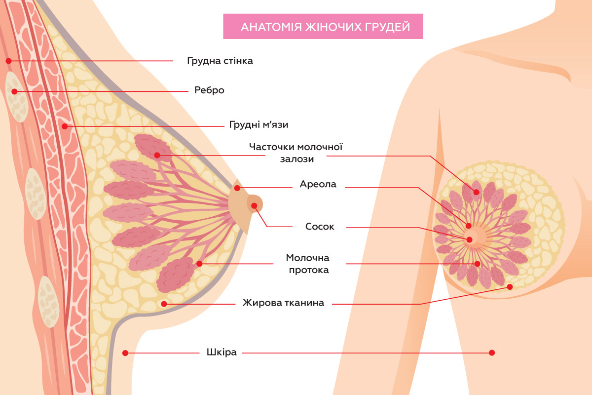 анатомія грудних залоз жінки