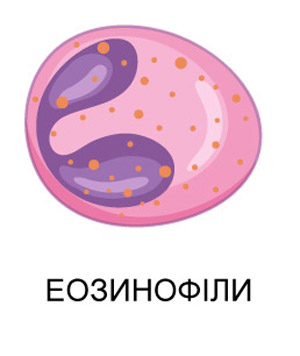 еозинофіли (мальоване зображення)