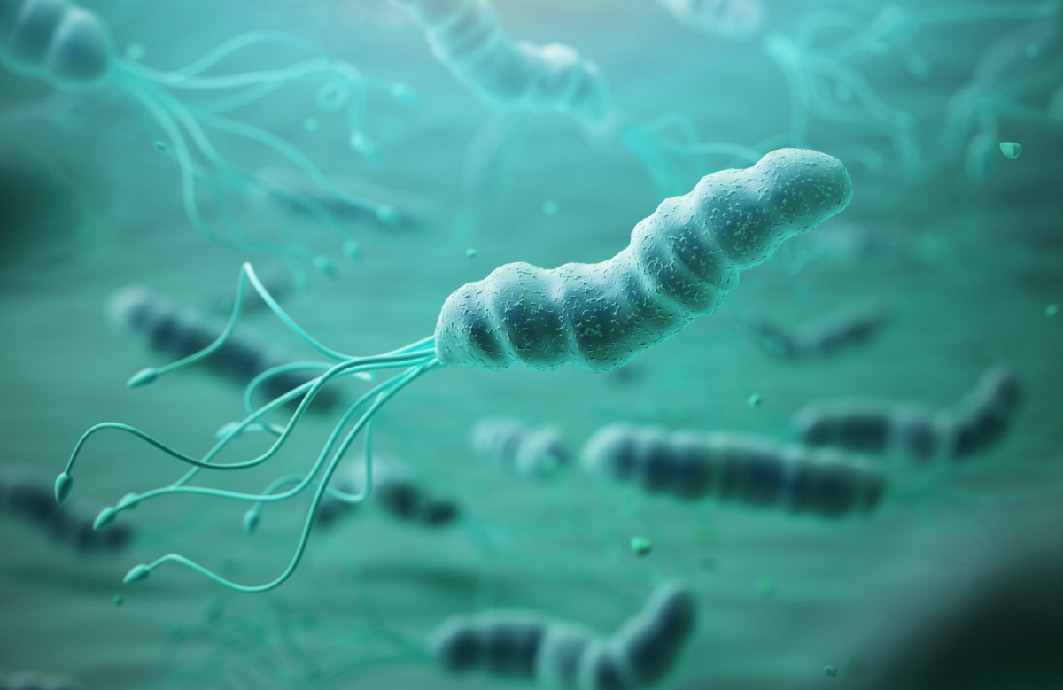 ілюстрація бактерії хелікобактер пілорі