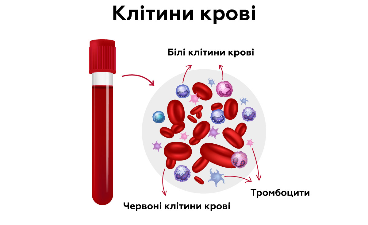 клітини крові