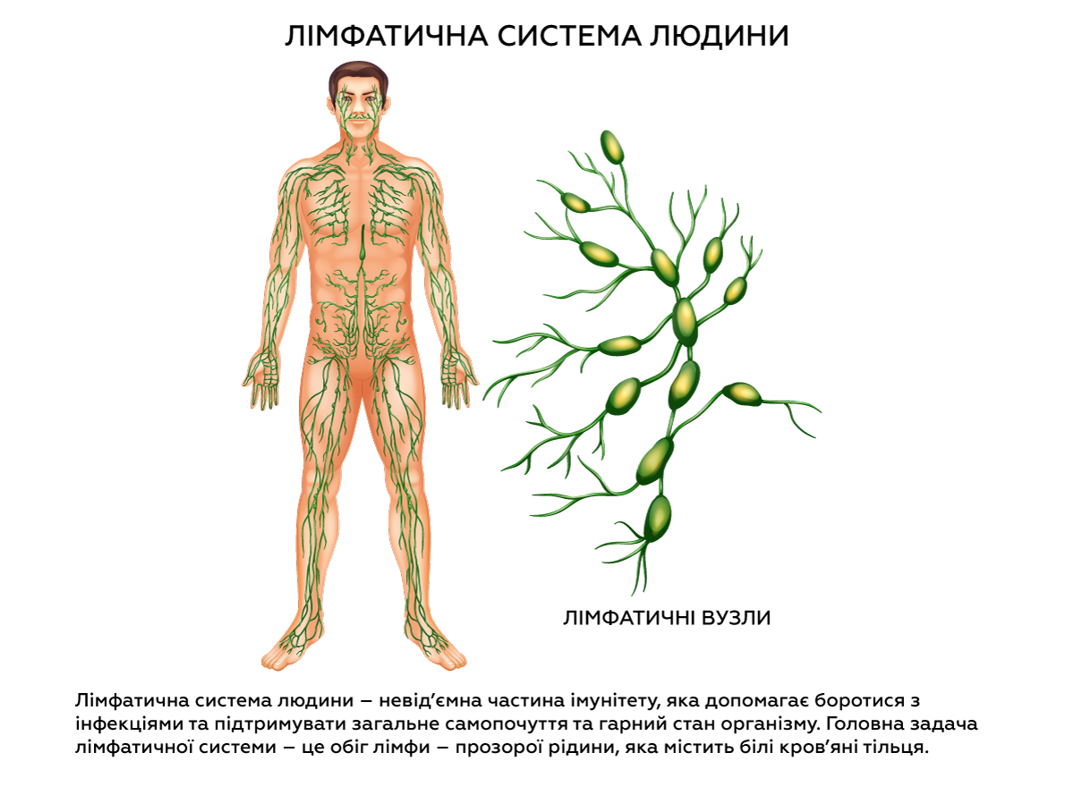 лімфатична система людини