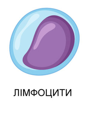 лімфоцити (мальоване зображення)