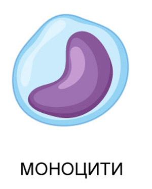 моноцити (мальоване зображення)