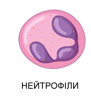 нейтрофіли