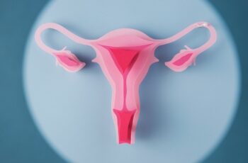 репродуктивна система жінки, 3D-схема