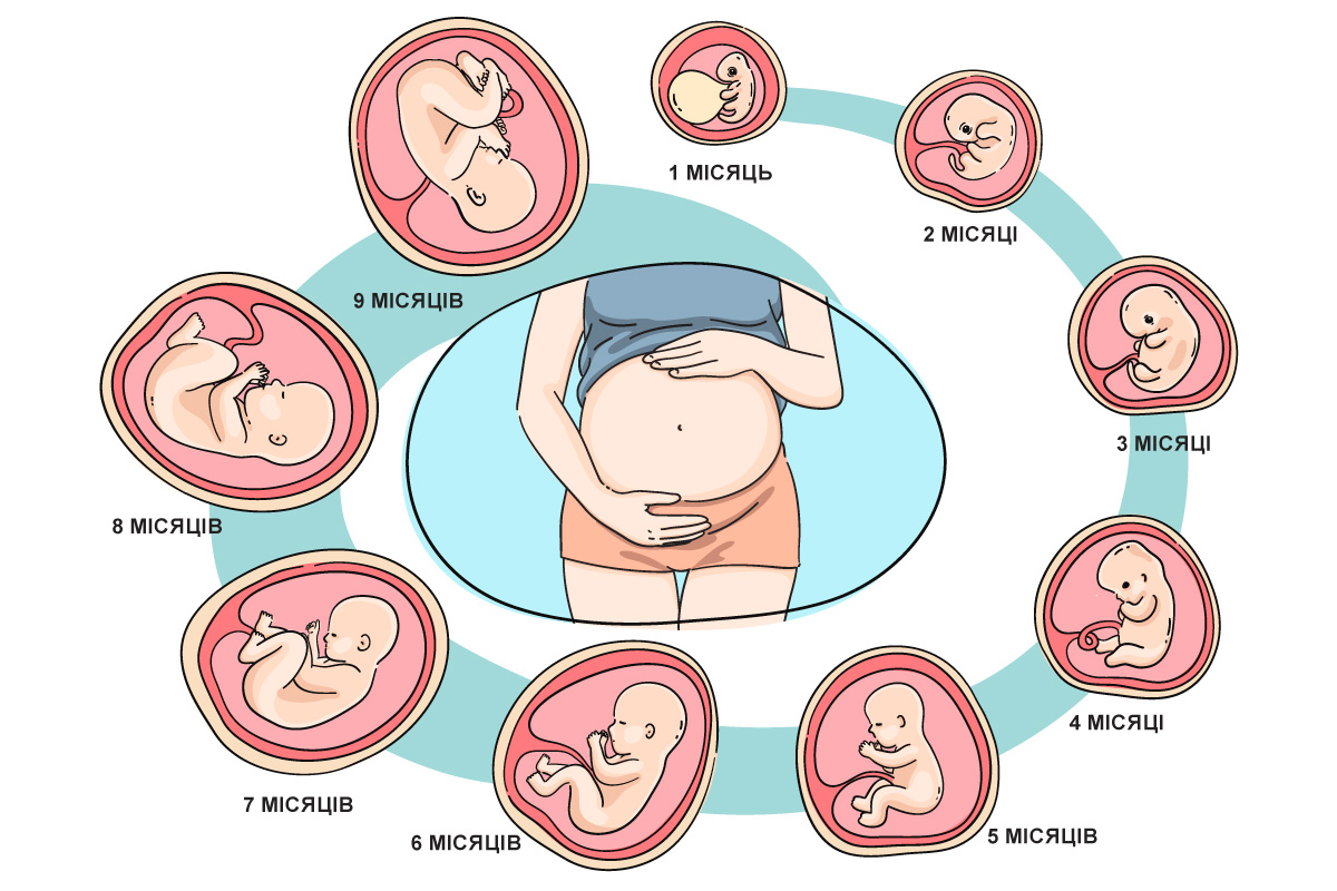розвиток плода