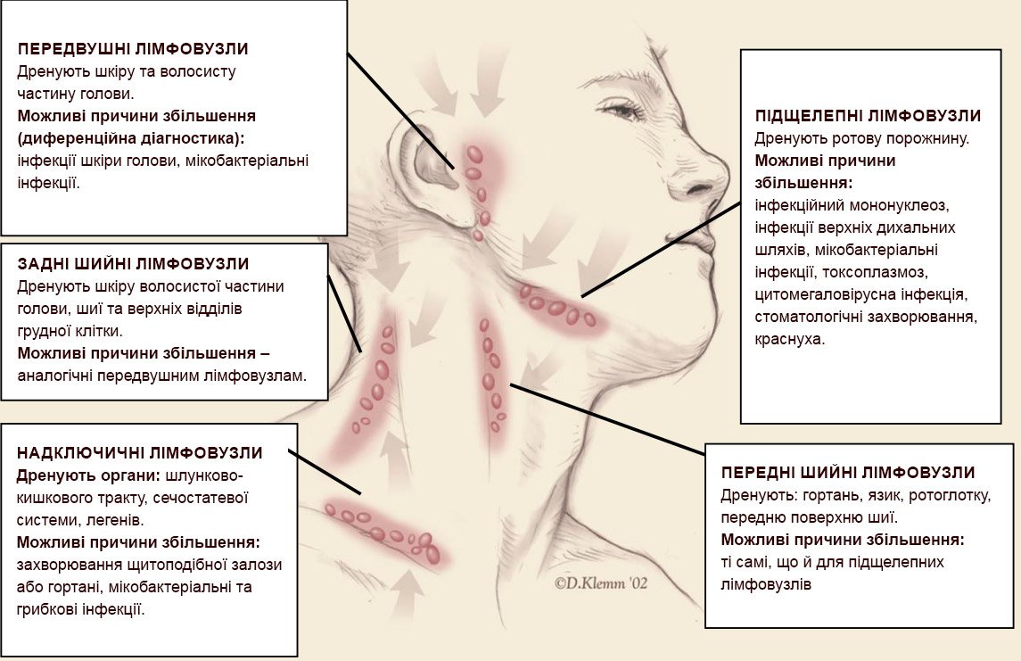 схема шийних лімфовузлів, пояснення їх функції