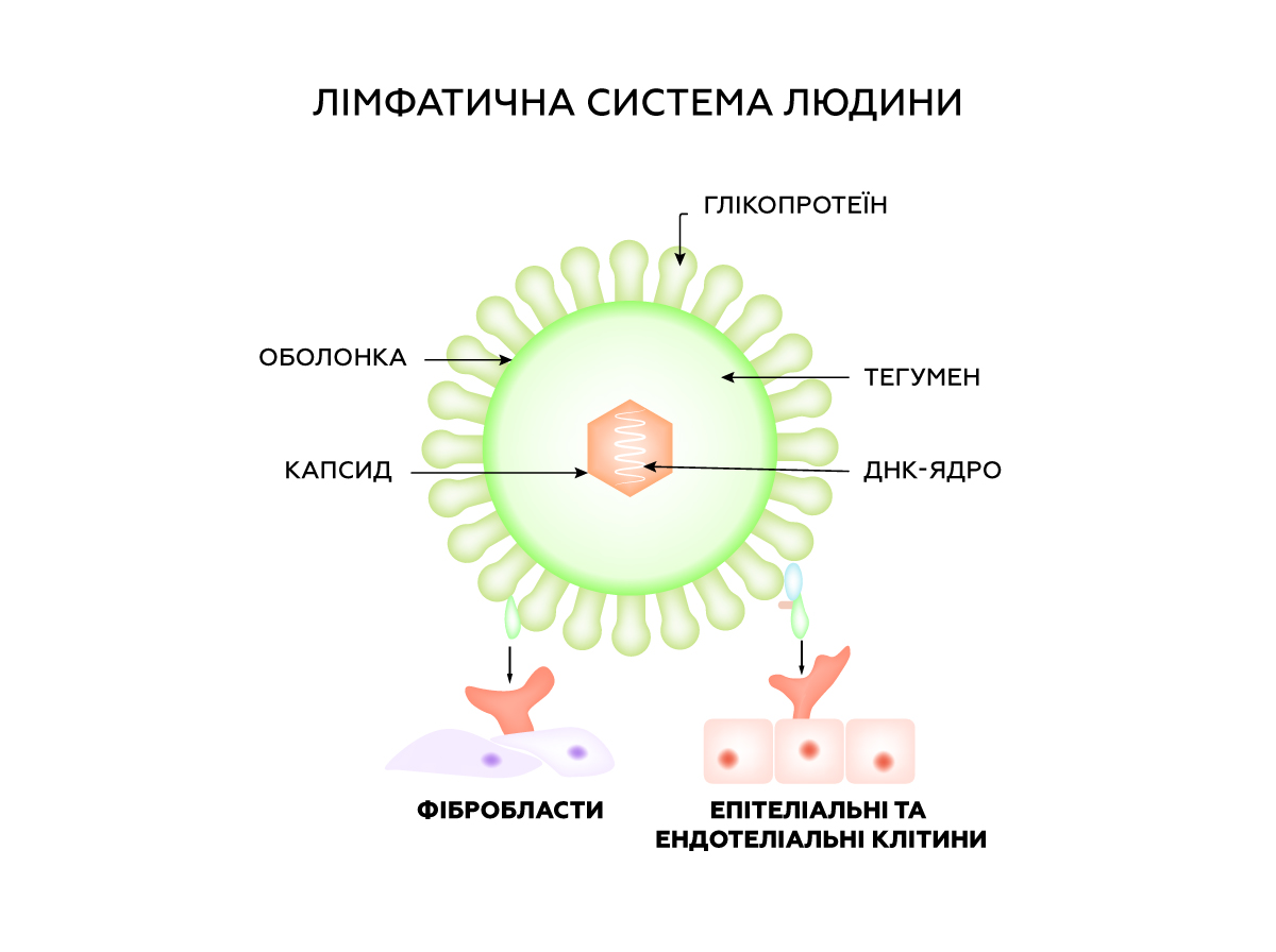 цитомегаловірус