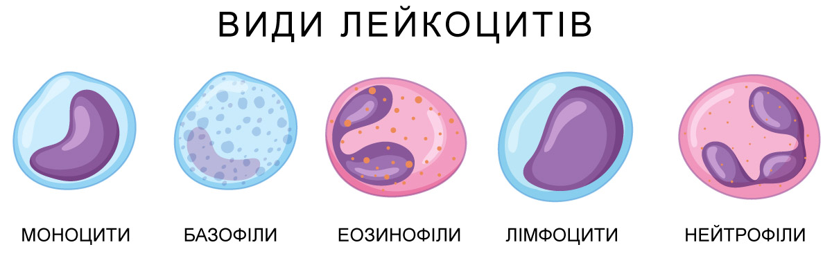 види лейкоцитів