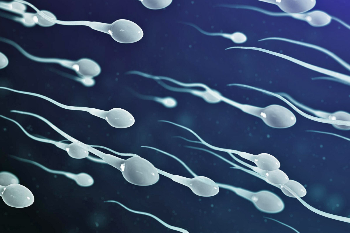 3D-зображення сперматозоїдів