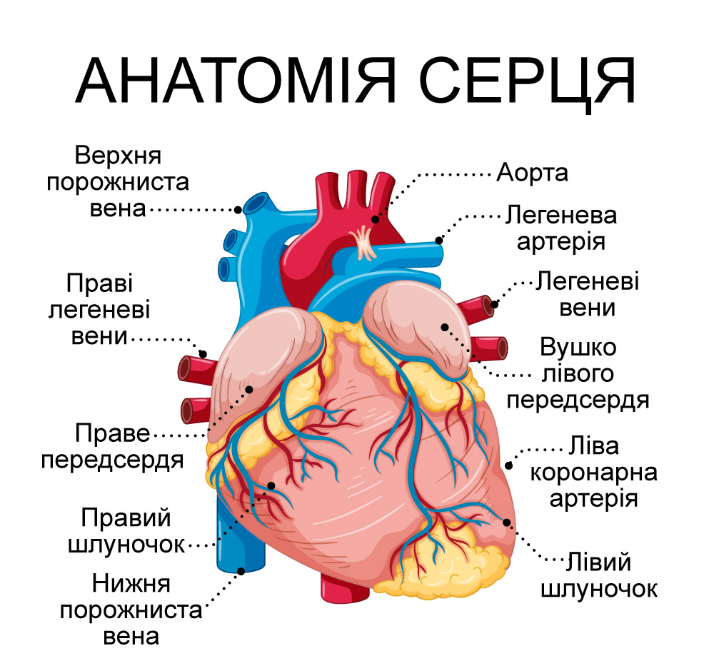 Будова серця людини
