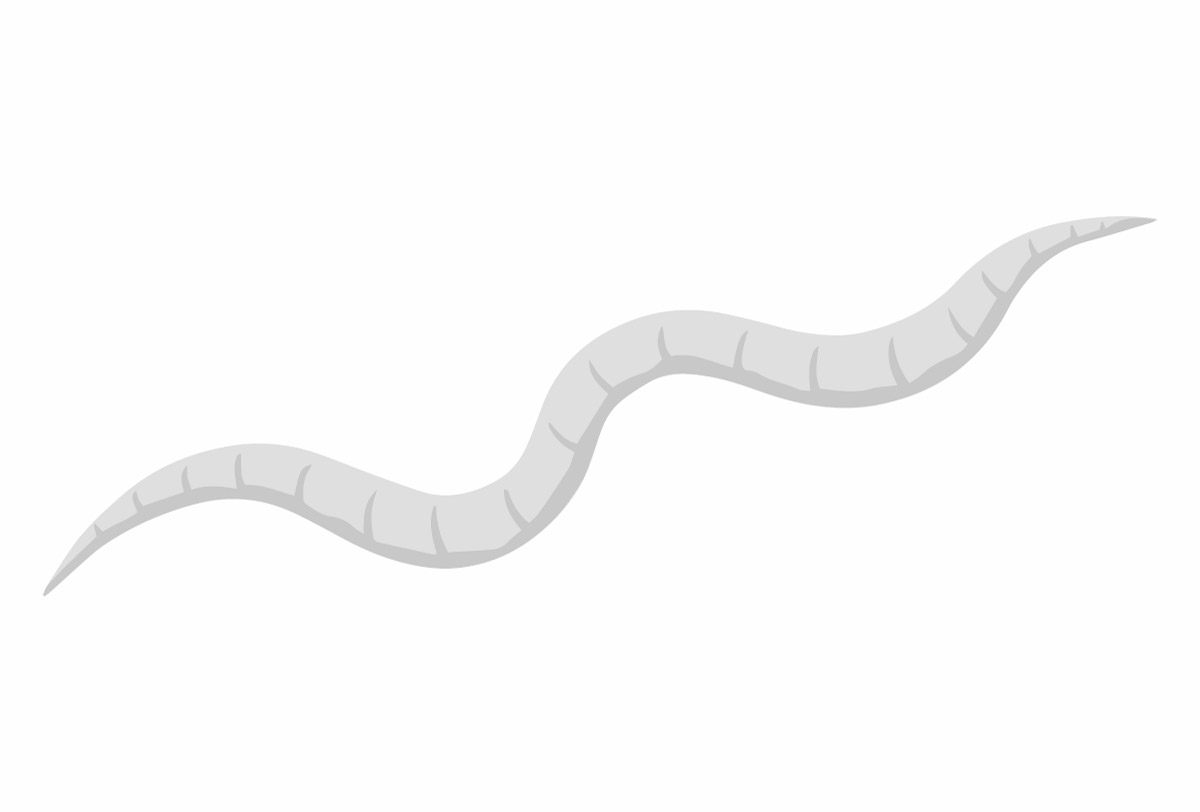 гострик, мальоване зображення