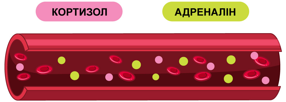 кортизол та адреналін в крові, схематичне зображення