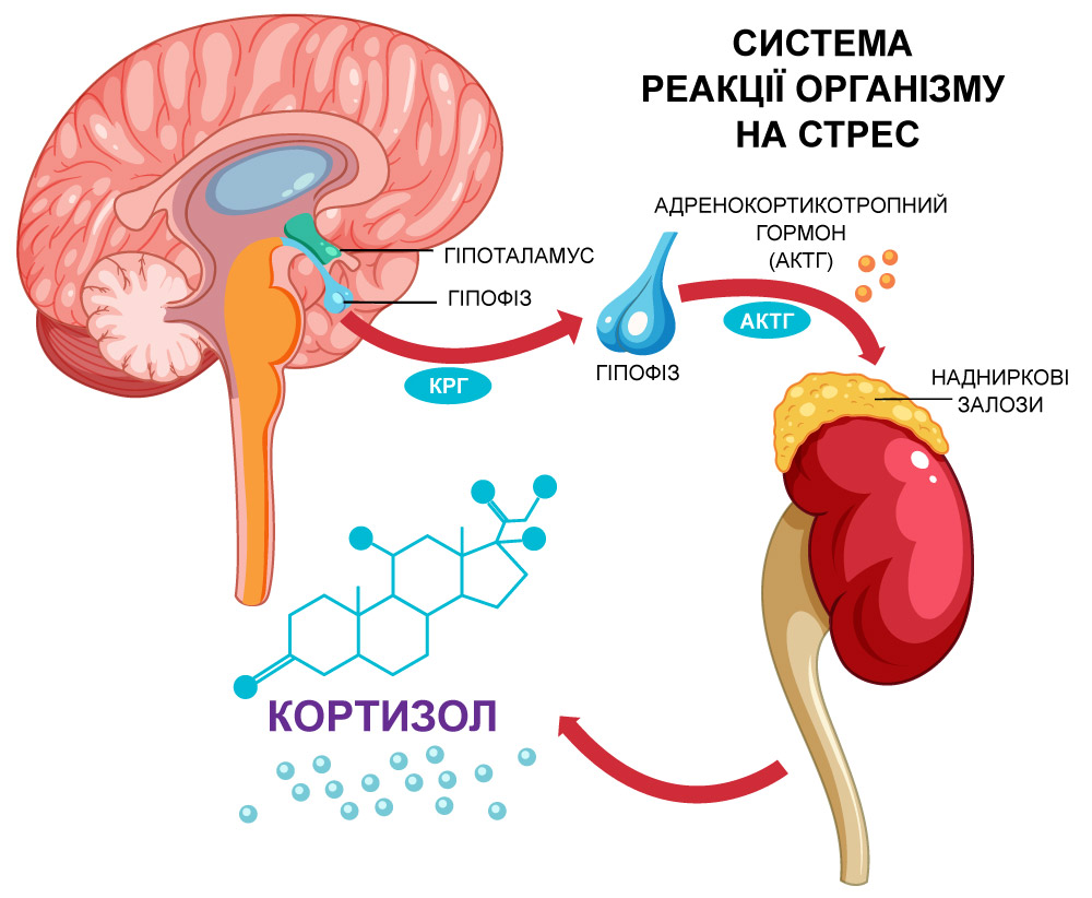 схема того, як організм реагує на стрес