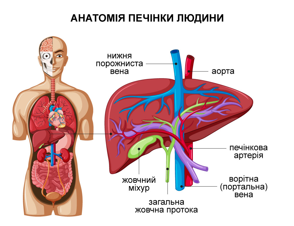Анатомія та будова печінки людини