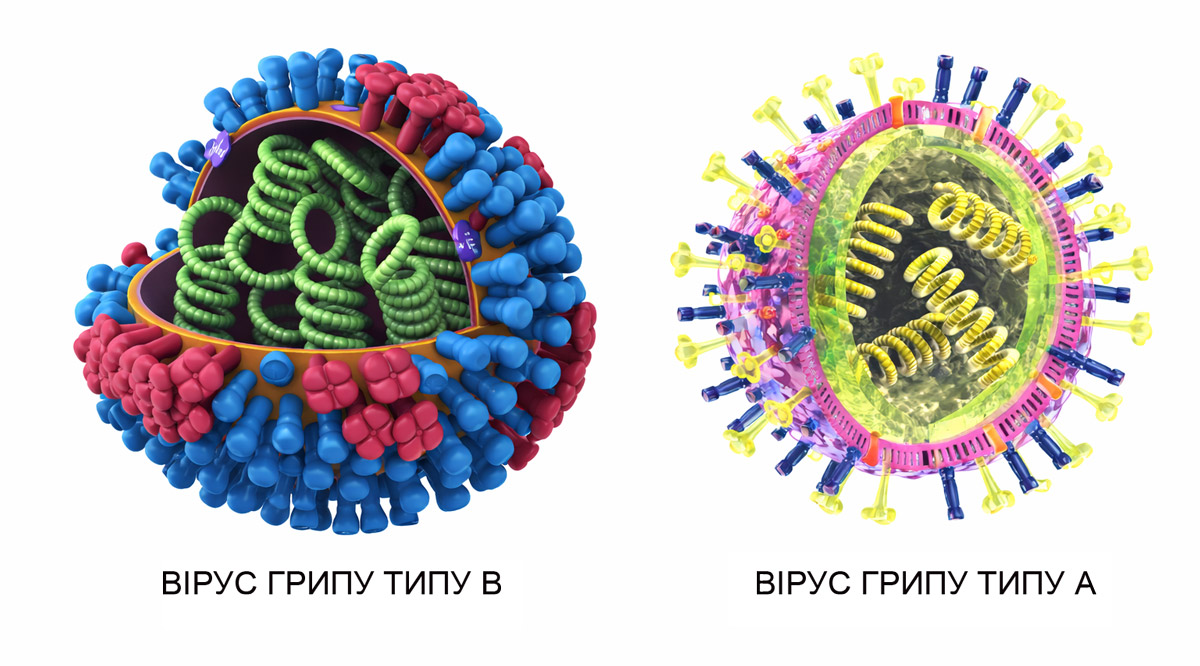 Вірус грипу A (Influenza A virus). Вірус грипу B (Influenza B virus). Ілюстрація створена за допомогою AI (штучного інтелекту)