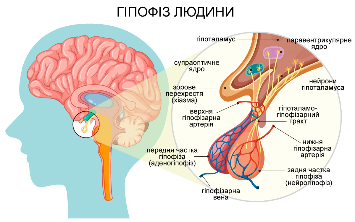 Де знаходиться гіпофіз