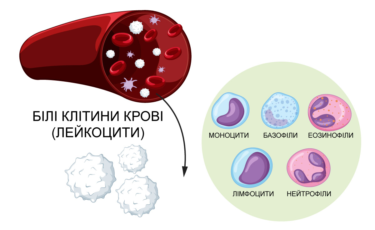 Функція лімфоцитів в організмі